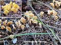 Spathularia flavida-amf105